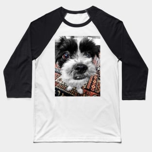 The Black and White Dog Baseball T-Shirt